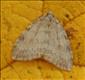 1795x (70.1075)<br>November Moth agg.